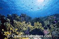 Branching Fire Coral Photo - Gary Bell
