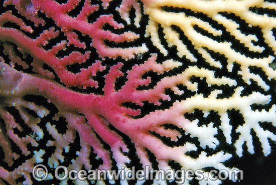 Lace Coral Great Barrier Reef photo Lace Coral Great Barrier Reef photo