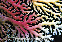 Lace Coral Great Barrier Reef Photo - Gary Bell