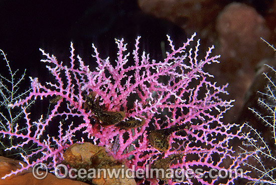 Lace Coral Great Barrier Reef photo Lace Coral Great Barrier Reef photo