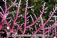 Lace Coral Great Barrier Reef Photo - Gary Bell