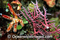 Lace Coral Stylaster sp. Photo - Gary Bell