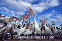 Australian Pelicans eager for a feed Photo - Gary Bell