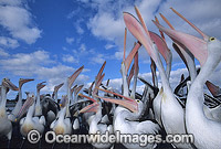 Australian Pelicans eager for a feed Photo - Gary Bell