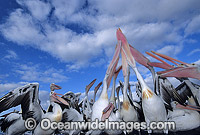 Australian Pelicans Photo - Gary Bell