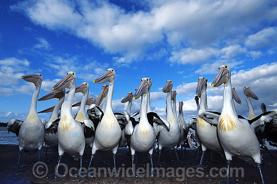 Australian Pelicans photo