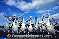 Australian Pelicans Photo - Gary Bell