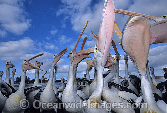 Australian Pelicans eager for a feed photo Australian Pelicans eager for a feed photo