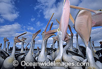 Australian Pelicans eager for a feed Photo - Gary Bell
