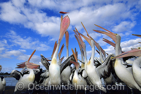 Australian Pelicans eager for a feed photo Australian Pelicans eager for a feed photo
