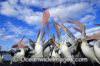 Australian Pelicans eager for a feed Photo - Gary Bell