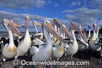 Australian Pelicans Photo - Gary Bell