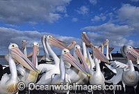 Australian Pelicans Photo - Gary Bell