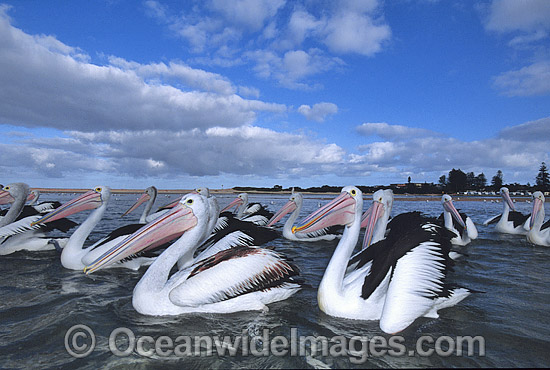 Australian Pelicans photo Australian Pelicans photo