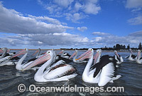 Australian Pelicans Photo - Gary Bell