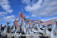 Australian Pelicans eager for a feed Photo - Gary Bell