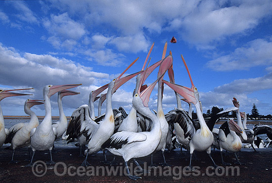 Australian Pelicans eager for a feed photo