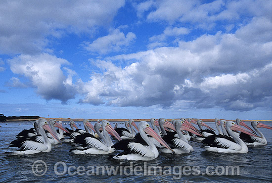 Australian Pelicans photo Australian Pelicans photo