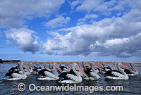 Australian Pelicans Photo - Gary Bell