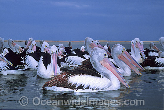 Australian Pelicans Pelecanus conspicillatus photo Australian Pelicans Pelecanus conspicillatus photo
