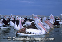 Australian Pelicans Pelecanus conspicillatus Photo - Gary Bell