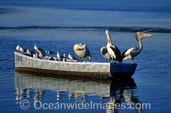 Australian Pelicans on dinghy photo Australian Pelicans on dinghy photo