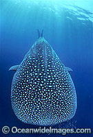 Whale Shark and Scuba Diver Photo - Gary Bell