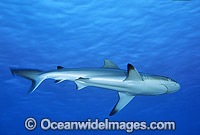 Grey Reef Shark Carcharhinus amblyrhynchos Photo - Gary Bell