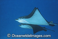 White-spotted Eagle Ray Aetobatus narinari Photo - Gary Bell