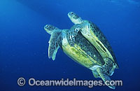 Mating Green Sea Turtles Photo - Gary Bell