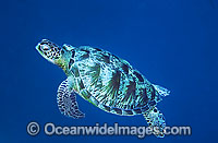 Green Sea Turtle Chelonia mydas Photo - Gary Bell