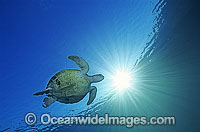 Green Sea Turtle Chelonia mydas Photo - Gary Bell