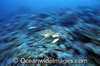Green Sea Turtle Chelonia mydas Photo - Gary Bell