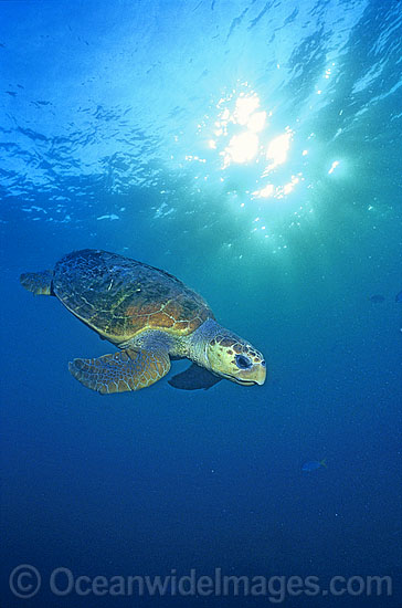 Loggerhead Sea Turtle Caretta caretta photo Loggerhead Sea Turtle Caretta caretta photo