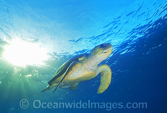 Loggerhead Sea Turtle photo Loggerhead Sea Turtle photo