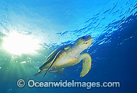 Loggerhead Sea Turtle Photo - Gary Bell