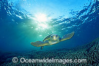 Loggerhead Sea Turtle Photo - Gary Bell