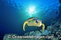 Loggerhead Sea Turtle Caretta caretta Photo - Gary Bell