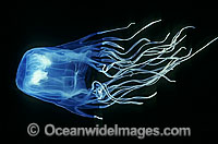 Box Jellyfish Chironex fleckeri Photo - Gary Bell