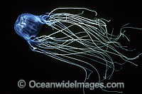 Box Jellyfish Chironex fleckeri Photo - Gary Bell