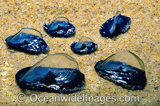 By-the-wind Sailor Velella velella photo By-the-wind Sailor Velella velella photo