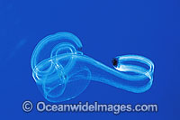 Venus's Girdle Comb Jelly Cestum veneris Photo - Gary Bell