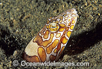 Clown Snake Eel Ophichthus bonaparti Photo - Gary Bell