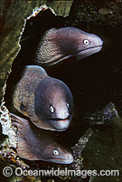 White-eyed Moray Eels Siderea thyrsoidea Photo - Gary Bell