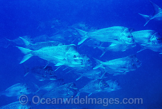 Snapper Pagrus auratus photo Snapper Pagrus auratus photo