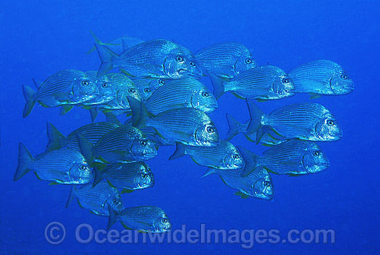 Schooling Tarwhine Rhabdosargus sarba photo Schooling Tarwhine Rhabdosargus sarba photo