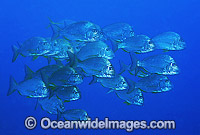 Schooling Tarwhine Rhabdosargus sarba Photo - Gary Bell