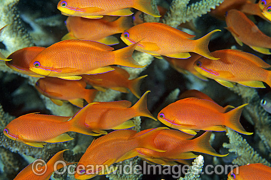 Schooling Orange Fairy Basslets photo Schooling Orange Fairy Basslets photo