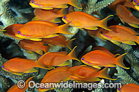 Schooling Orange Fairy Basslets Photo - Gary Bell