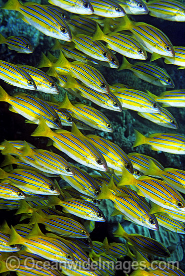 Schooling Blue-stripe Snapper photo Schooling Blue-stripe Snapper photo